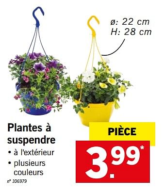 Promoties Plantes à suspendre - Huismerk - Lidl - Geldig van 18/06/2018 tot 23/06/2018 bij Lidl