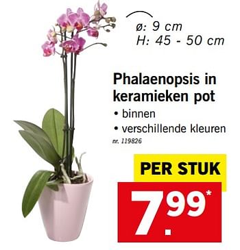 Promoties Phalaenopsis in keramieken pot - Huismerk - Lidl - Geldig van 25/06/2018 tot 30/06/2018 bij Lidl