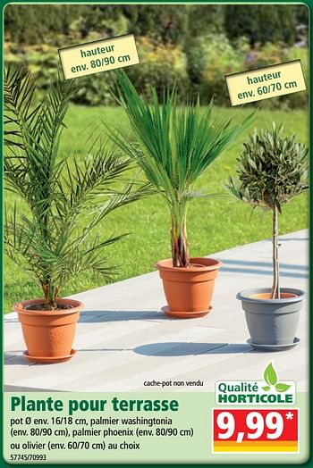 Promoties Plante pour terrasse - Qualité Horticole - Geldig van 18/07/2018 tot 24/07/2018 bij Norma
