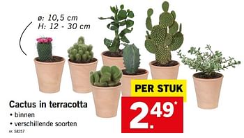 Promoties Cactus in terracotta - Huismerk - Lidl - Geldig van 17/09/2018 tot 22/09/2018 bij Lidl