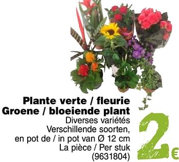 Promoties Plante verte - fleurie groene - bloeiende plant - Huismerk - Cora - Geldig van 11/09/2018 tot 24/09/2018 bij Cora