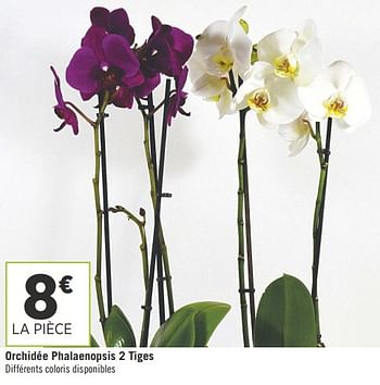 Promotions Orchidée phalaenopsis 2 tiges - Produit Maison - Géant Casino - Valide de 11/09/2018 à 23/09/2018 chez Géant Casino