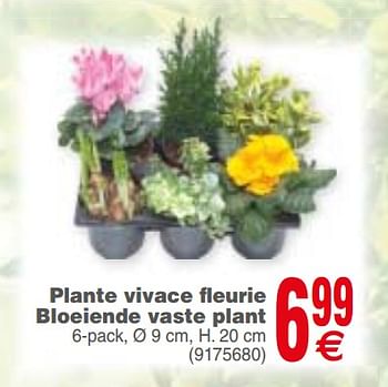 Promotions Plante vivace fleurie bloeiende vaste plant - Produit maison - Cora - Valide de 18/09/2018 à 01/10/2018 chez Cora