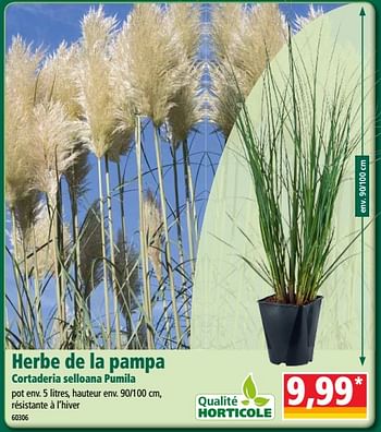 Promoties Herbe de la pampa cortaderia selloana pumila - Qualité Horticole - Geldig van 19/09/2018 tot 25/09/2018 bij Norma