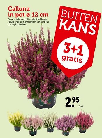 Promoties Calluna in pot - Huismerk - Aveve - Geldig van 26/09/2018 tot 06/10/2018 bij Aveve