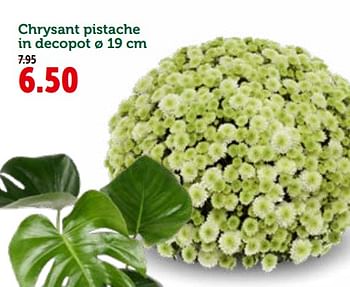 Promoties Chrysant pistache in decopot - Huismerk - Aveve - Geldig van 26/09/2018 tot 06/10/2018 bij Aveve