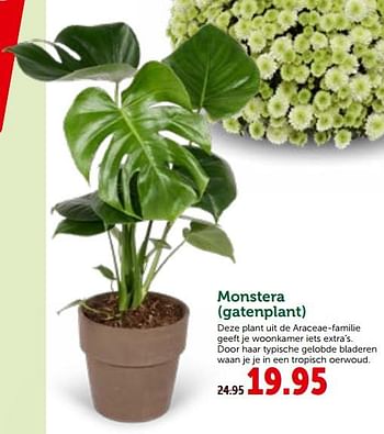 Promoties Monstera gatenplant - Huismerk - Aveve - Geldig van 26/09/2018 tot 06/10/2018 bij Aveve