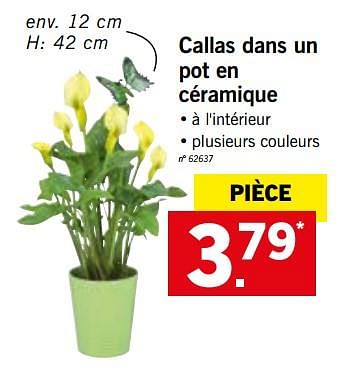 Promotions Callas dans un pot en céramique - Produit maison - Lidl - Valide de 24/09/2018 à 29/09/2018 chez Lidl