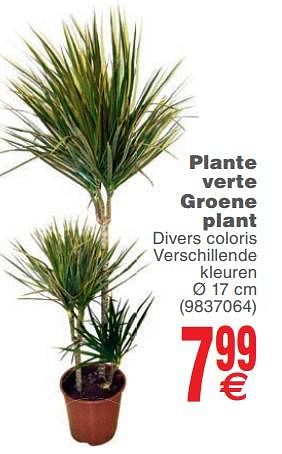 Promoties Plante verte groene plant - Huismerk - Cora - Geldig van 25/09/2018 tot 08/10/2018 bij Cora
