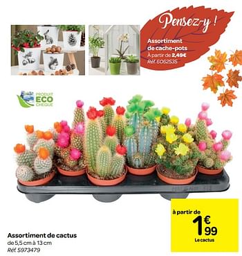 Promoties Assortiment de cactus - Huismerk - Carrefour  - Geldig van 26/09/2018 tot 08/10/2018 bij Carrefour
