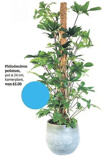 Promoties Philodendron pedatum - Huismerk - Tuinland - Geldig van 15/10/2018 tot 28/10/2018 bij Tuinland