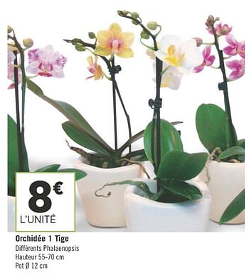 Promoties Orchidée 1 tige - Huismerk - Géant Casino - Geldig van 16/10/2018 tot 28/10/2018 bij Géant Casino