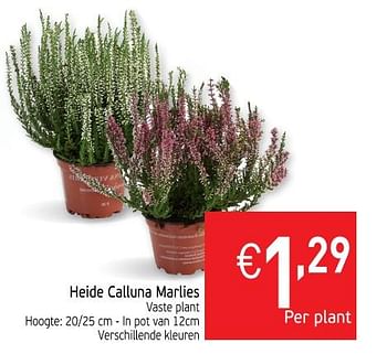 Promoties Heide calluna marlies - Huismerk - Intermarche - Geldig van 23/10/2018 tot 28/10/2018 bij Intermarche