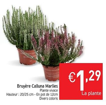 Promotions Bruyère calluna marlies - Produit maison - Intermarche - Valide de 23/10/2018 à 28/10/2018 chez Intermarche