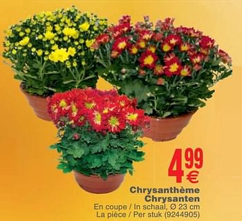 Promotions Chrysanthèmes chrysanten - Produit maison - Cora - Valide de 23/10/2018 à 05/11/2018 chez Cora