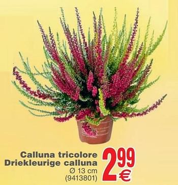 Promoties Calluna tricolore driekleurige calluna - Huismerk - Cora - Geldig van 23/10/2018 tot 29/10/2018 bij Cora