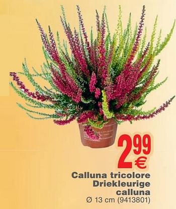 Promotions Calluna tricolore driekleurige calluna - Produit maison - Cora - Valide de 23/10/2018 à 05/11/2018 chez Cora