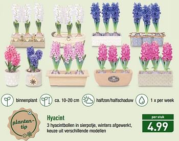 Promoties Hyacint - Huismerk - Aldi - Geldig van 12/11/2018 tot 17/11/2018 bij Aldi