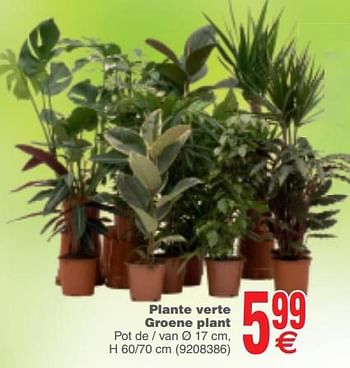 Promotions Plante verte - groene plant - Produit maison - Cora - Valide de 27/11/2018 à 10/12/2018 chez Cora
