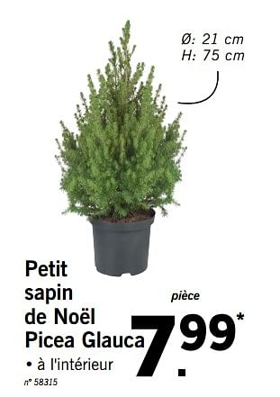 Promotions Petit sapin de noël picea glauca - Produit maison - Lidl - Valide de 03/12/2018 à 08/12/2018 chez Lidl