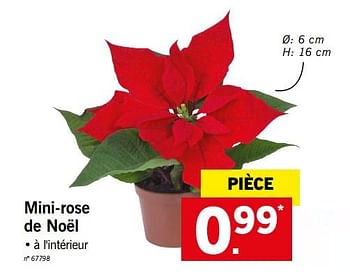Promotions Mini-rose de noël - Produit maison - Lidl - Valide de 10/12/2018 à 15/12/2018 chez Lidl