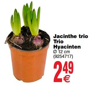 Promotions Jacinthe trio trio hyacinten - Produit maison - Cora - Valide de 11/12/2018 à 24/12/2018 chez Cora