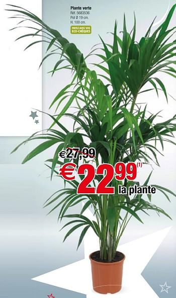 Promoties Plante verte - Huismerk - Brico - Geldig van 01/01/2019 tot 28/01/2019 bij Brico