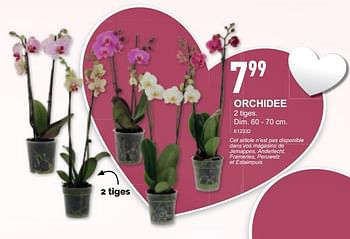 Promotions Orchidee - Produit maison - Trafic  - Valide de 30/01/2019 à 03/02/2019 chez Trafic