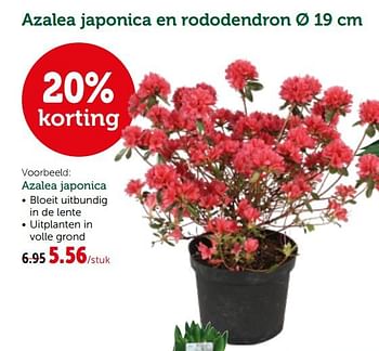 Promoties Azalea japonica - Huismerk - Aveve - Geldig van 26/02/2019 tot 10/03/2019 bij Aveve