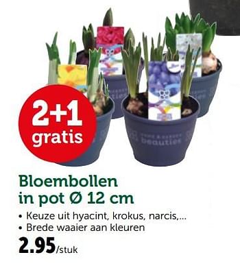 Promoties Bloembollen in pot - Huismerk - Aveve - Geldig van 26/02/2019 tot 10/03/2019 bij Aveve