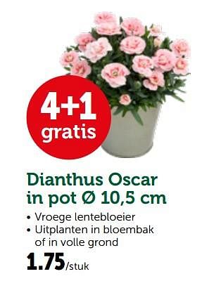 Promoties Dianthus oscar in pot - Huismerk - Aveve - Geldig van 26/02/2019 tot 10/03/2019 bij Aveve
