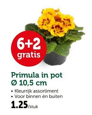 Promoties Primula in pot - Huismerk - Aveve - Geldig van 26/02/2019 tot 10/03/2019 bij Aveve
