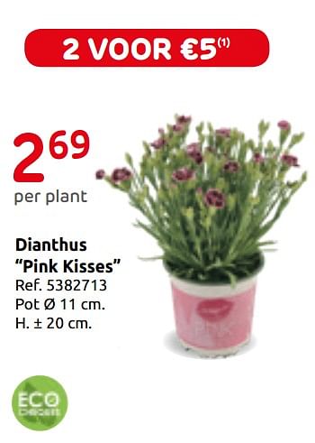 Promoties Dianthus pink kisses central park - Central Park - Geldig van 12/03/2019 tot 01/04/2019 bij Brico