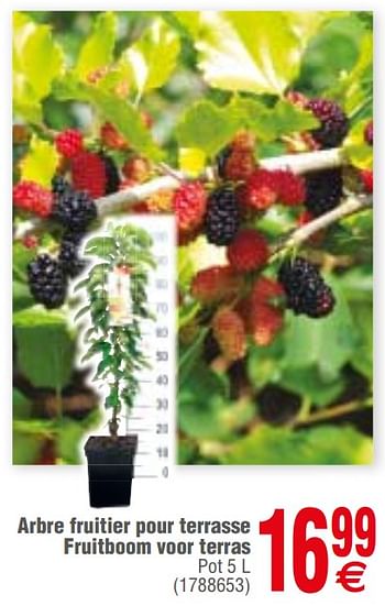 Promoties Arbre fruitier pour terrasse fruitboom voor terras - Huismerk - Cora - Geldig van 12/03/2019 tot 25/03/2019 bij Cora