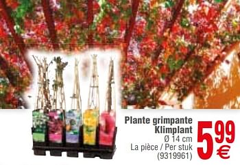 Promotions Plante grimpante klimplant - Produit maison - Cora - Valide de 12/03/2019 à 25/03/2019 chez Cora
