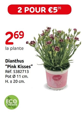 Promoties Dianthus pink kisses - Central Park - Geldig van 12/03/2019 tot 01/04/2019 bij Brico