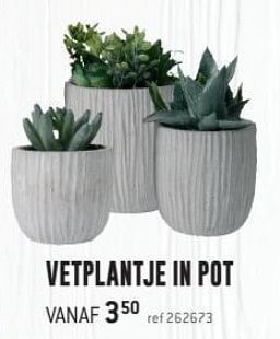 Promoties Vetplantje in pot - Huismerk - Free Time - Geldig van 14/03/2019 tot 31/03/2019 bij Freetime