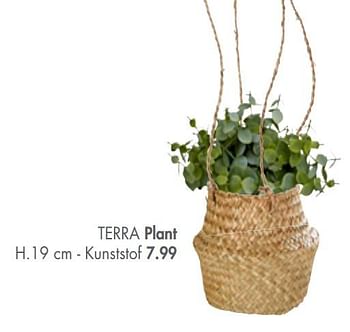 Promoties Terra plant - Huismerk - Casa - Geldig van 25/03/2019 tot 28/04/2019 bij Casa