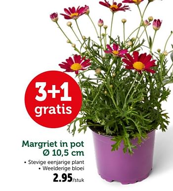 Promoties Margriet in pot - Huismerk - Aveve - Geldig van 10/04/2019 tot 20/04/2019 bij Aveve