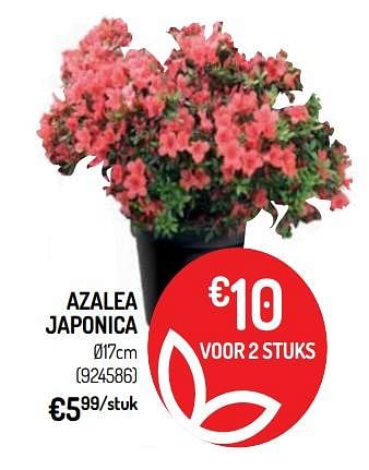 Promoties Azalea japonica - Huismerk - Oh'Green - Geldig van 10/04/2019 tot 21/04/2019 bij Oh'Green