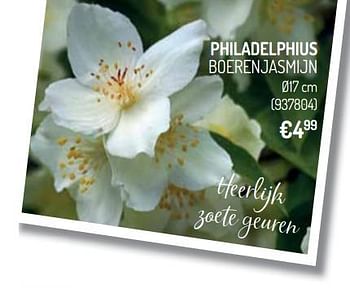 Promoties Philadelphius boerenjasmijn - Huismerk - Oh'Green - Geldig van 10/04/2019 tot 21/04/2019 bij Oh'Green