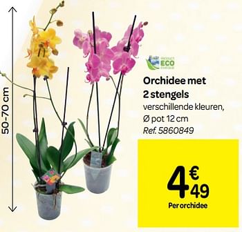 Promoties Orchidee met 2 stengels - Huismerk - Carrefour  - Geldig van 17/04/2019 tot 22/04/2019 bij Carrefour