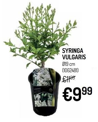Promoties Syringa vulgaris - Huismerk - Oh'Green - Geldig van 10/04/2019 tot 21/04/2019 bij Oh'Green