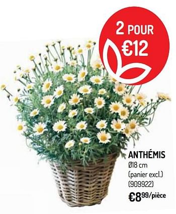 Promotions Anthémis - Produit Maison - Oh'Green - Valide de 10/04/2019 à 21/04/2019 chez Oh'Green