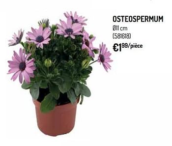 Promotions Osteospermum - Produit Maison - Oh'Green - Valide de 10/04/2019 à 21/04/2019 chez Oh'Green