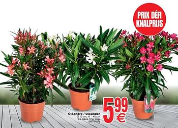 Promoties Oléandre - oleander - Huismerk - Cora - Geldig van 16/04/2019 tot 29/04/2019 bij Cora