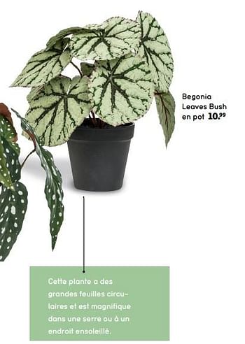 Promotions Begonia leaves bush en pot - Produit maison - Leen Bakker - Valide de 12/04/2019 à 30/09/2019 chez Leen Bakker