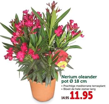 Promoties Nerium oleander pot - Huismerk - Aveve - Geldig van 08/05/2019 tot 19/05/2019 bij Aveve
