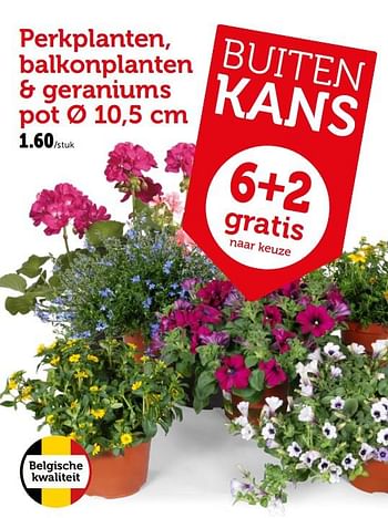 Promotions Perkplanten, balkonplanten + geraniums pot - Produit maison - Aveve - Valide de 08/05/2019 à 19/05/2019 chez Aveve