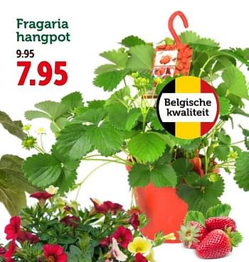 Promoties Fragaria hangpot - Huismerk - Aveve - Geldig van 08/05/2019 tot 19/05/2019 bij Aveve
